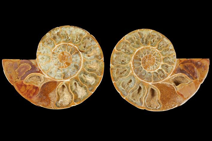 Cut & Polished Agatized Ammonite Fossil- Jurassic #131730
